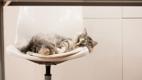 Katze auf einem Bürostuhl